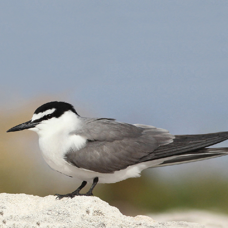 Participamos de iniciativa para resguardar especie en peligro de extinción
